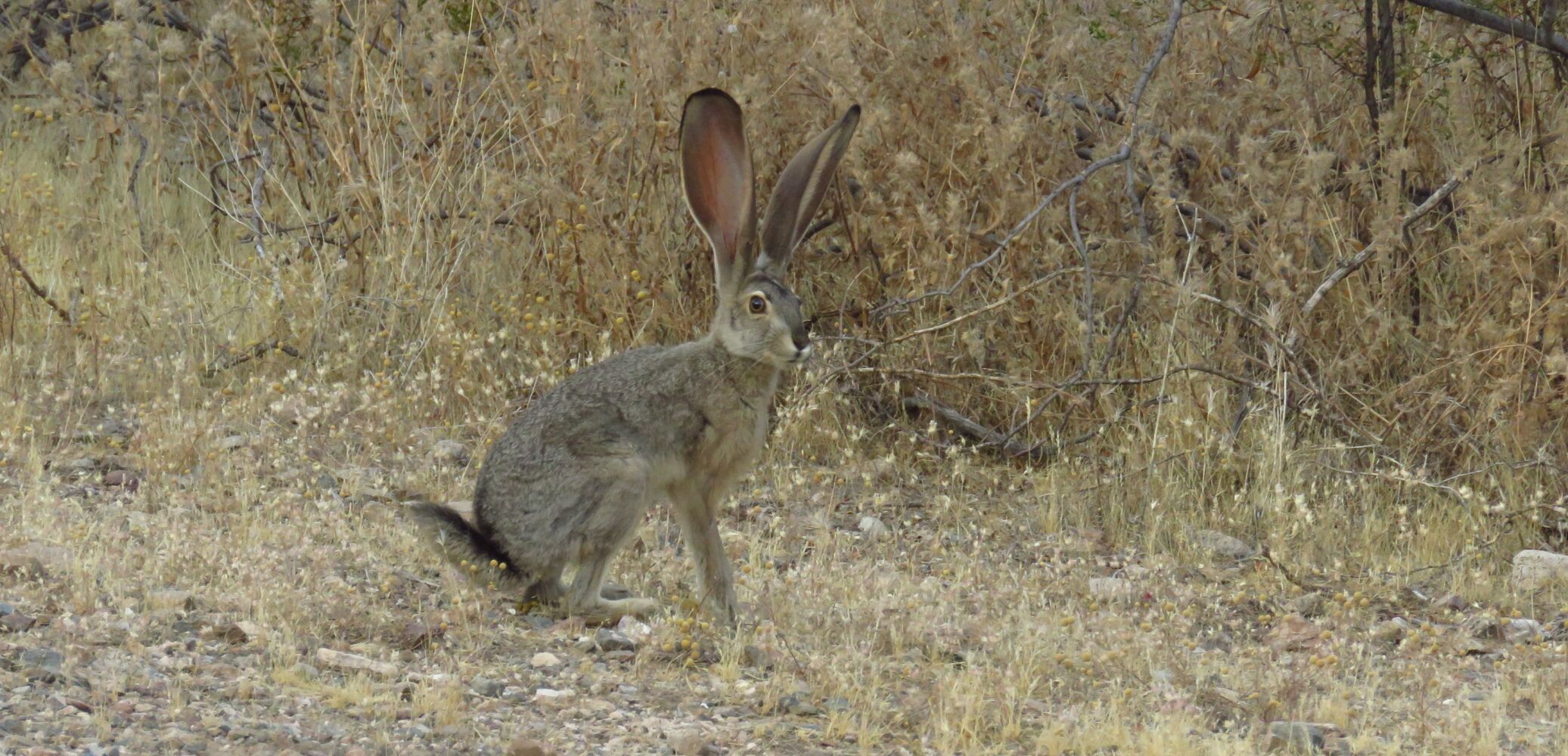 A Black-tailed Jackrabbit near the Spur Cross Trail-Mariposa Hill Trail junction. The relatively flat and open terrain in this area is prime habitat for these seldom seen hares._Au.t2020.jpg